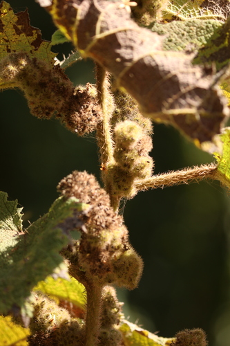Image of Girardinia Bullosa (Girardinia bullosa) by no rights reserved