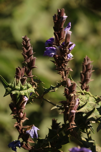 Acanthus eminens, photograph 2