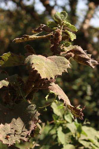 Image of Girardinia Bullosa (Girardinia bullosa) by no rights reserved