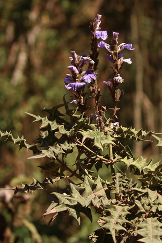 Acanthus eminens