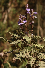 Acanthus eminens