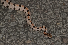 Sistrurus miliarius streckeri