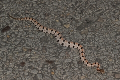 Sistrurus miliarius streckeri