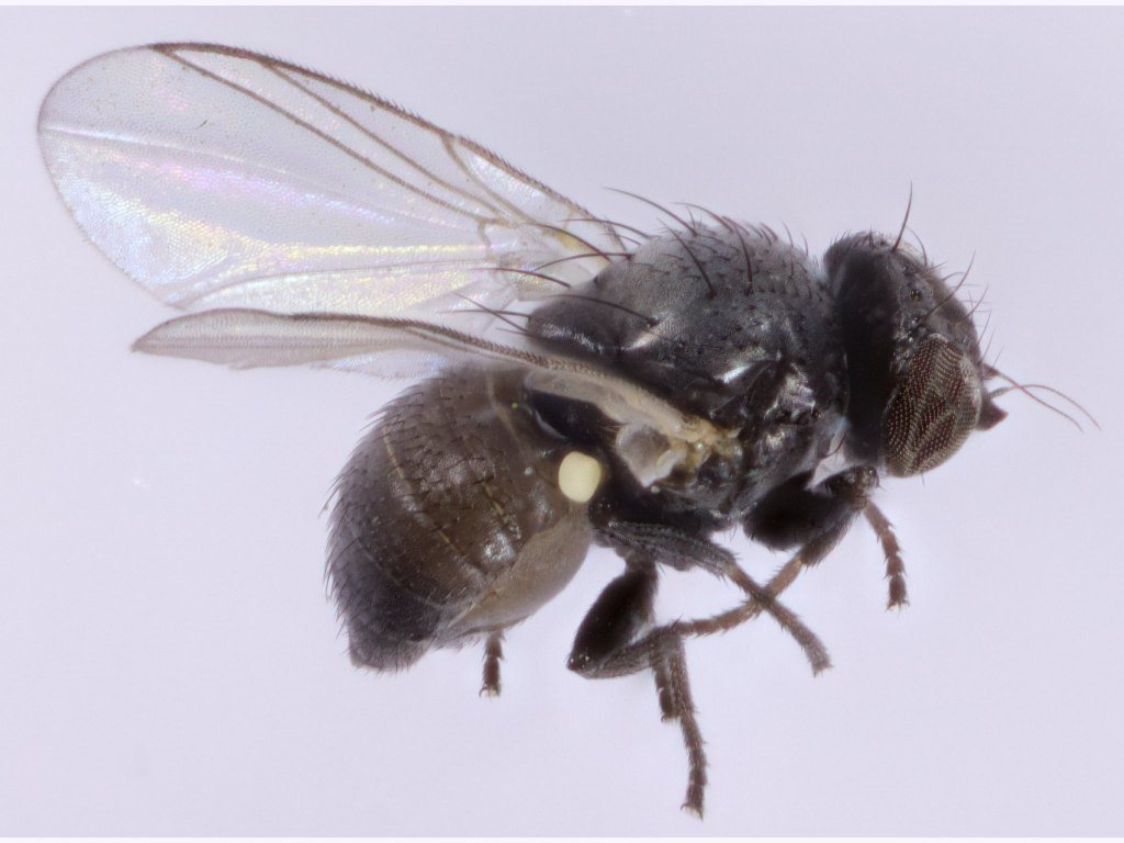 Pseudonapomyza