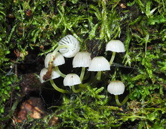 Mycena subviscosa