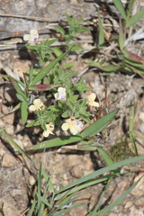 Salvia axillaris