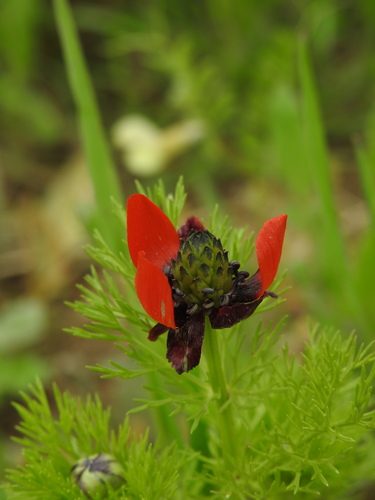 Image of Adonis annua by (c) Yves Bas, some rights reserved (CC BY)