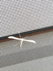 Hellinsia homodactylus