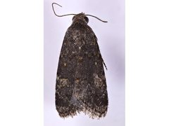 Paromphale caeca