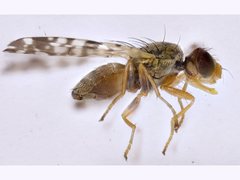 Campiglossa sororcula