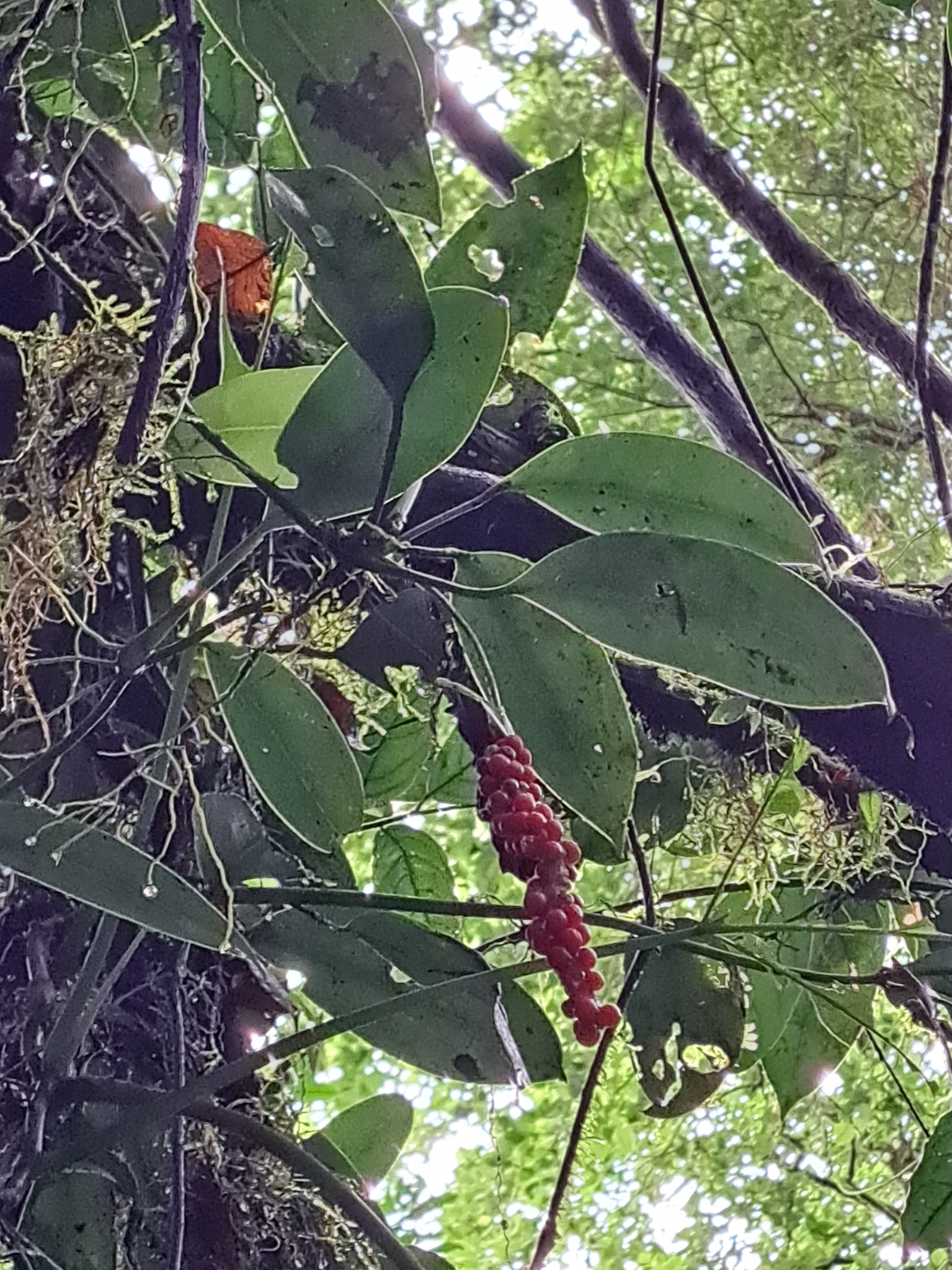 Anthurium interruptum Sodiro 3