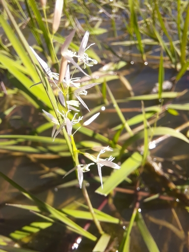 Peruvian watergrass (Luziola peruviana)