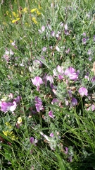 Ononis spinosa procurrens