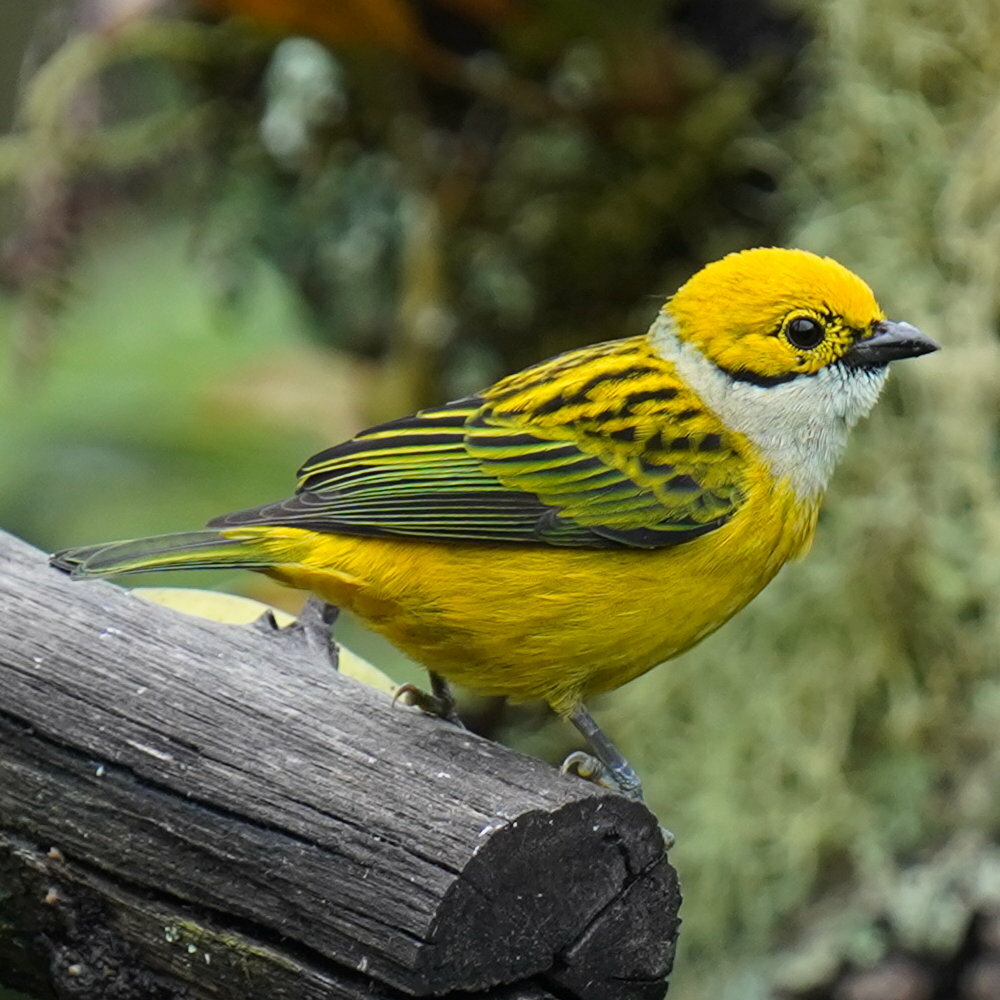 Silver-throated Tanager illustration