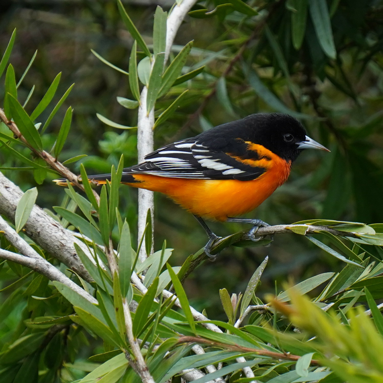 Baltimore Oriole illustration