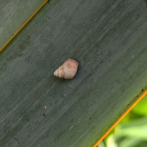 Partulina semicarinata observed 2024-11-14