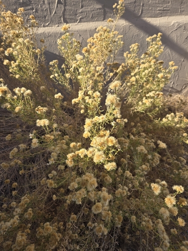 Image of Isocoma acradenia by no rights reserved