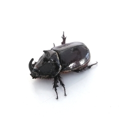 Oryctes nasicornis grypus