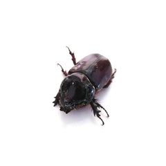 Oryctes nasicornis grypus
