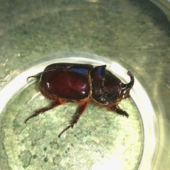 Oryctes nasicornis grypus