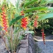 Hanging Lobster Claw Heliconia - Photo (c) axeldey, some rights reserved (CC BY-NC)