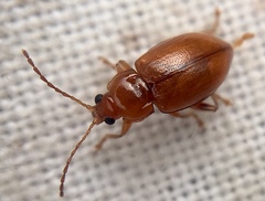 Neocrepidodera transversa