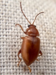 Neocrepidodera transversa