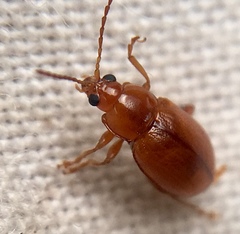 Neocrepidodera transversa