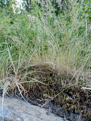 Polytrichum piliferum