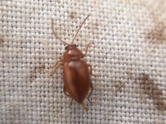 Neocrepidodera transversa