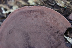 Hymenochaete microcycla