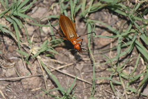 Pyrota quadrinervata