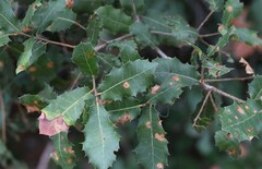 False Kermes Oak (Quercus pseudococcifera)