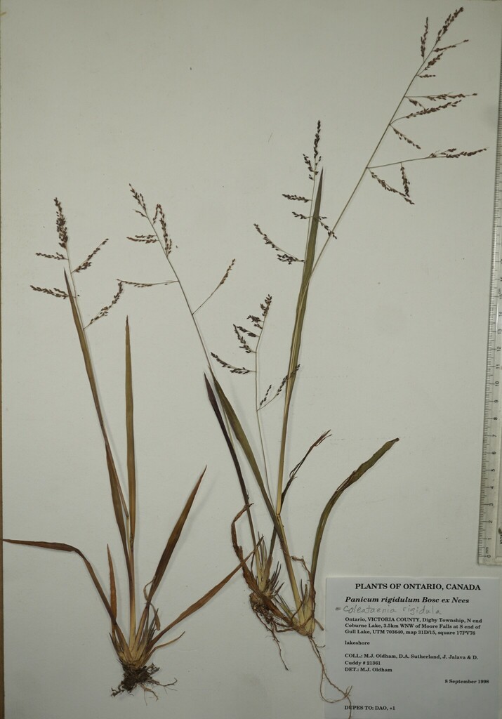 redtop panicgrass from Canada, Ontario, KAWARTHA LAKES County, N end ...