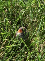 Spizella passerina