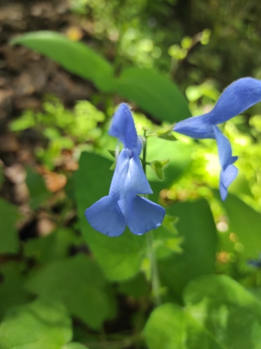 Foto de Sálvia-azul