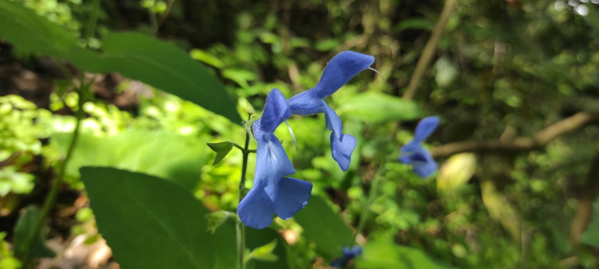Imagem de Sálvia-azul