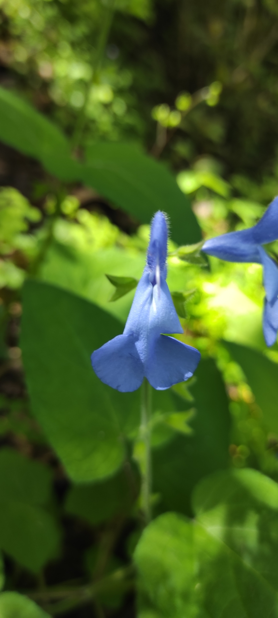 Imagem de Sálvia-azul