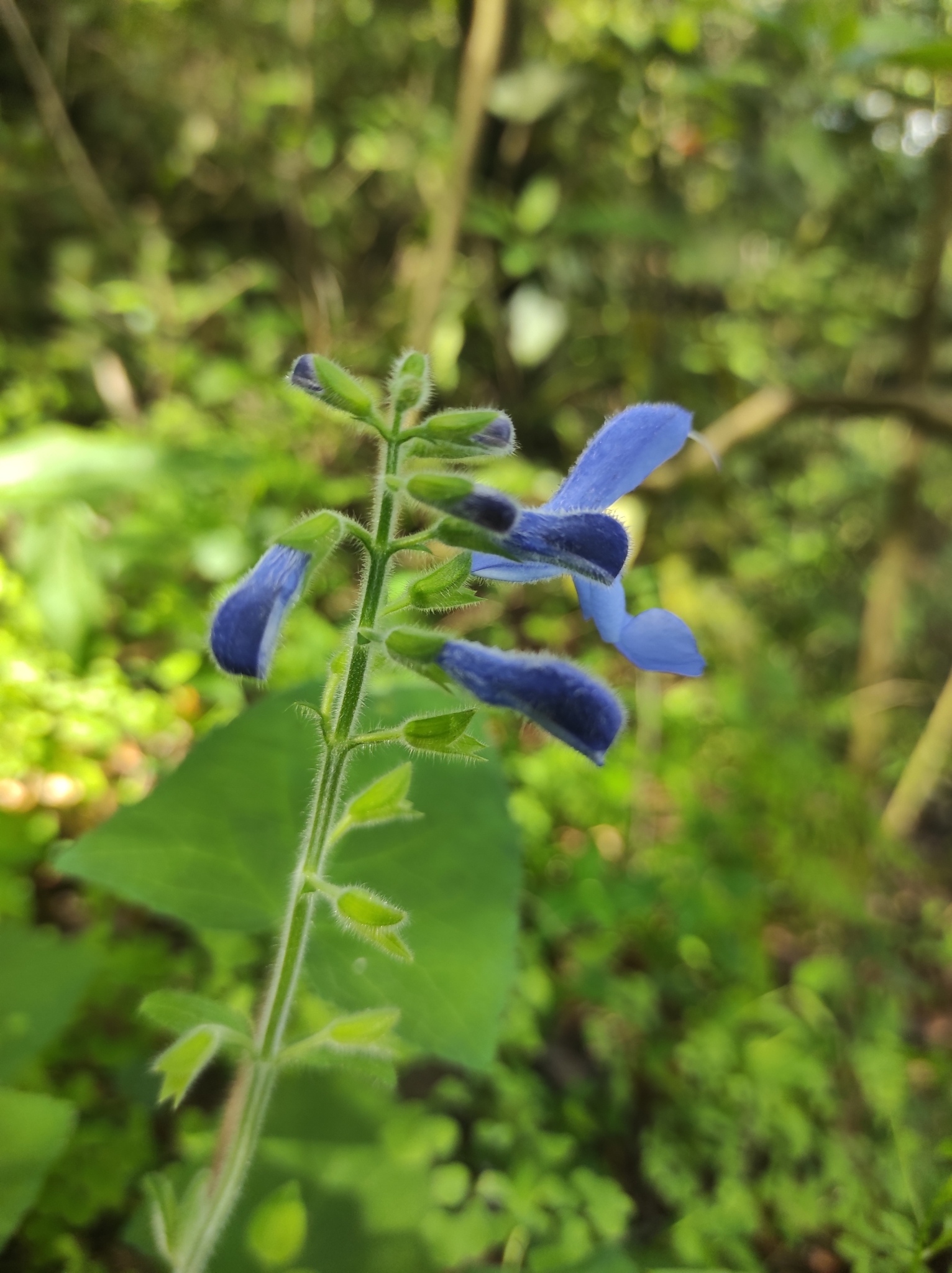 Imagem de Sálvia-azul