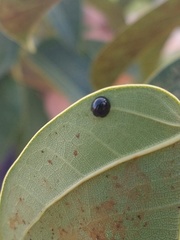 Chilocorus nigritus