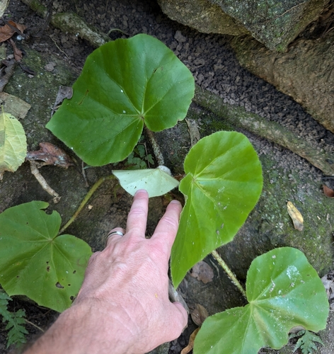 Begonia stigmosa