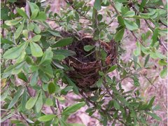 Lichmera indistincta