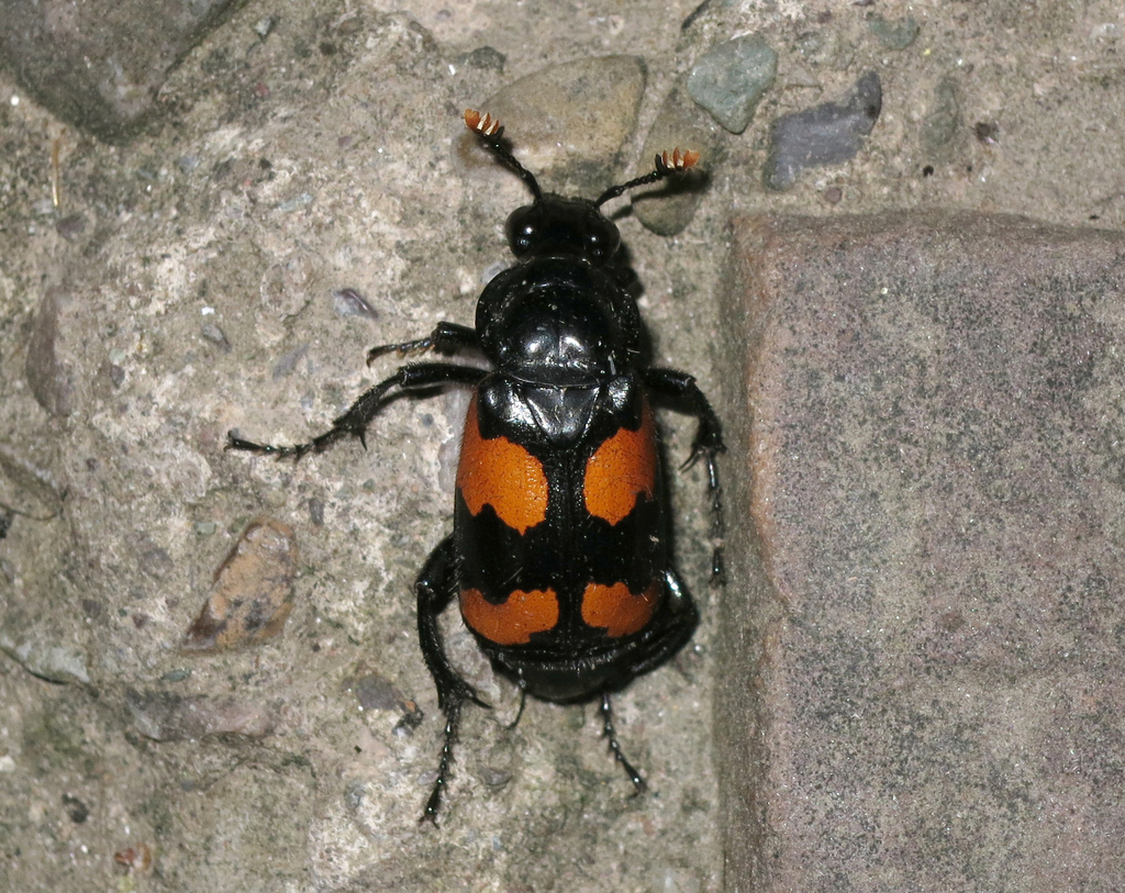 Nicrophorus scrutator