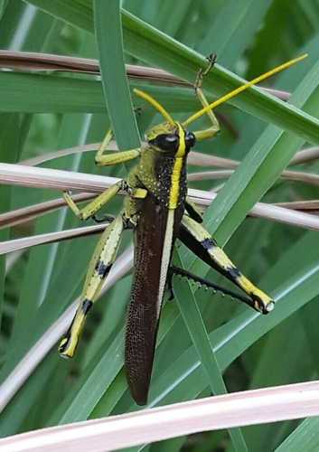 Obscure Bird Grasshopper