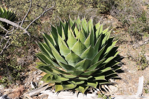 Agave montana