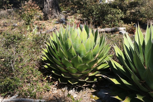 Agave montana