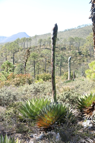 Agave montana