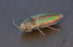 Buprestis striata