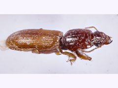 Clivina