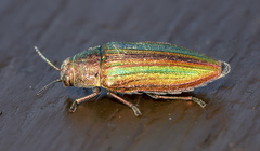 Buprestis striata